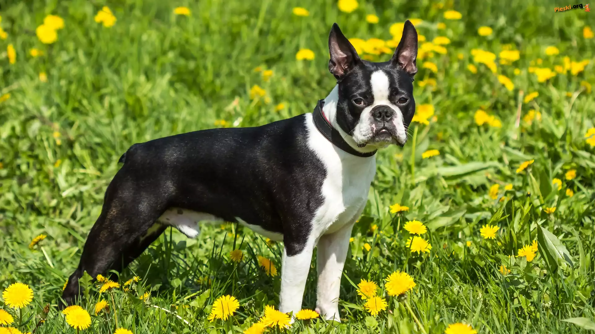 Czarno-bia³y, Boston terrier, Mniszek